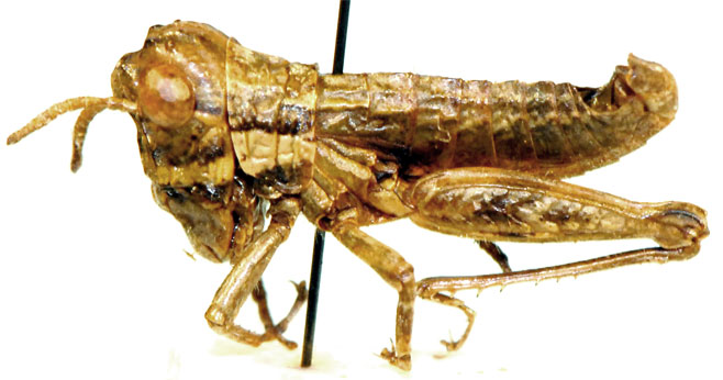 Atopotettix megalocephalus