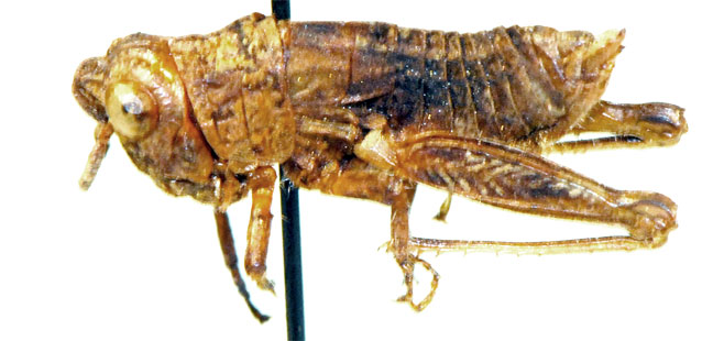 Atopotettix megalocephalus