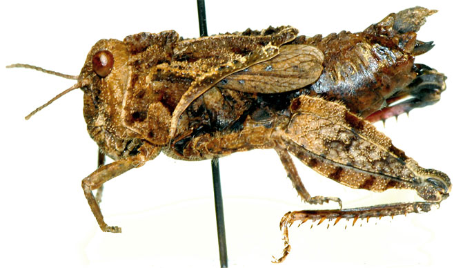 Eremotettix capensis