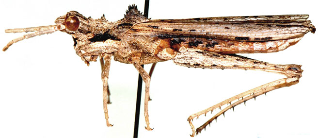 Echinotropis horrida