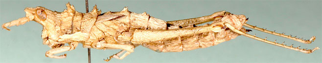Echinotropis horrida