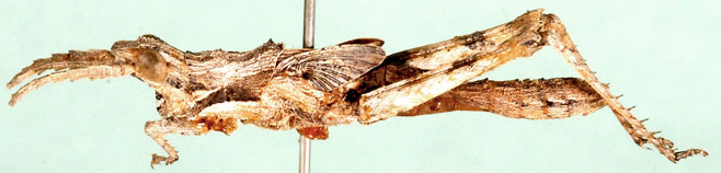 Echinotropis karasensis