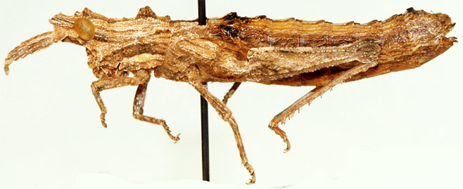 Thrincotropis karruensis 