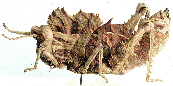 Hoplolopha vansoni 