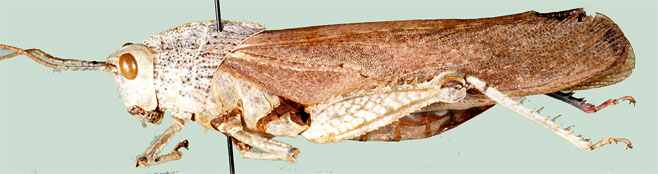 Porthetis puncticornis