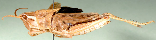Charilaus carinatus