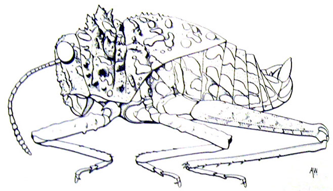 Paraphysemacris spinosus