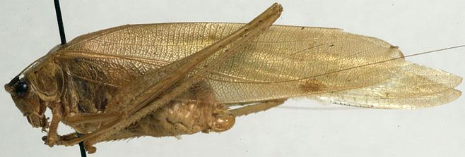 Catoptropteryx aurita