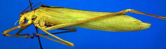 Horatosphaga stylifera
