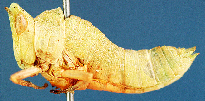 Thericlesiella granulata