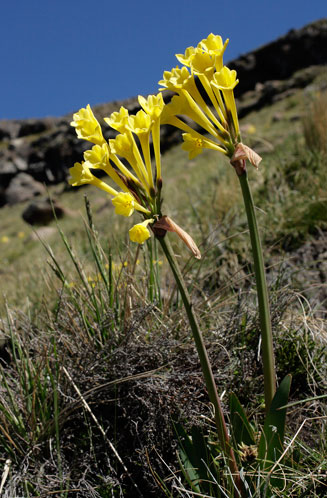 Cyrtanthus flanaganii (Yellow dobo lily)