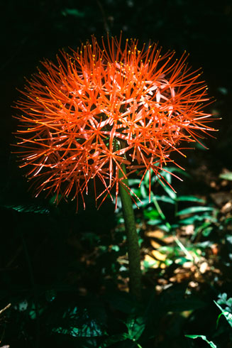 Scadoxus multiflorus subsp. katharinae (Katherine wheel, Blood flower)
