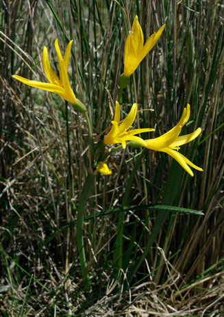 Cyrtanthus breviflorus (Yellow Fire Lily, Wild Crocus)