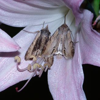 Amaryllis belladonna (March lily, Belladonna)