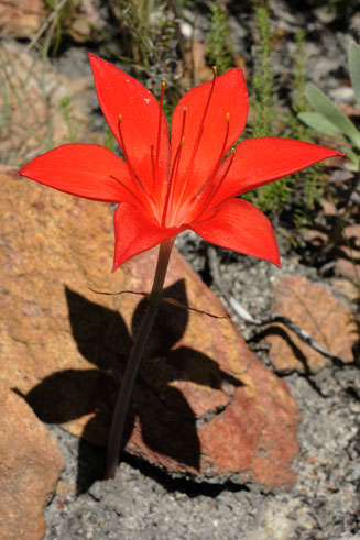 Cyrtanthus guthrieae (Bredasdorp lily)