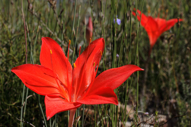 Cyrtanthus guthrieae (Bredasdorp lily)