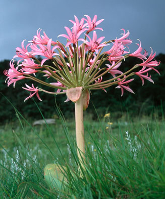 Brunsvigia natalensis (Natal candelabra flower)