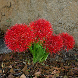 Scadoxus multiflorus subsp. multiflorus (Fire-ball lily)