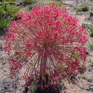Boophone disticha (Fan-leaved boophone, Poison bulb, Sore-eye flower, Tumblehead)