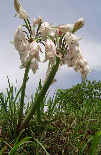 Crinum macowanii (River lily, River crinum)