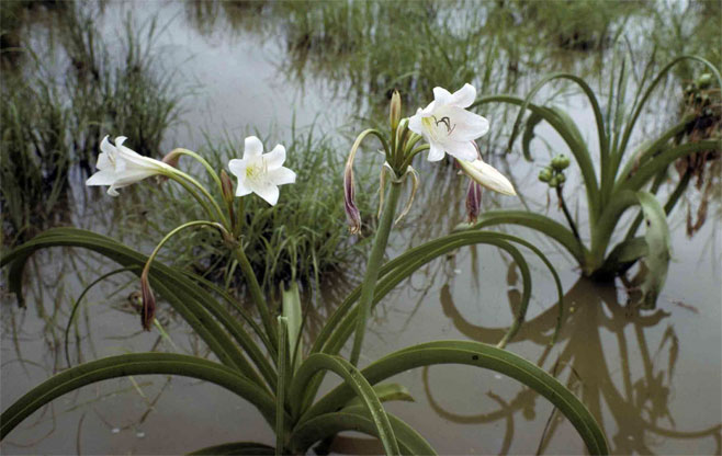 Crinum paludosum (Bushveld vlei lily)