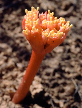 Haemanthus amarylloides