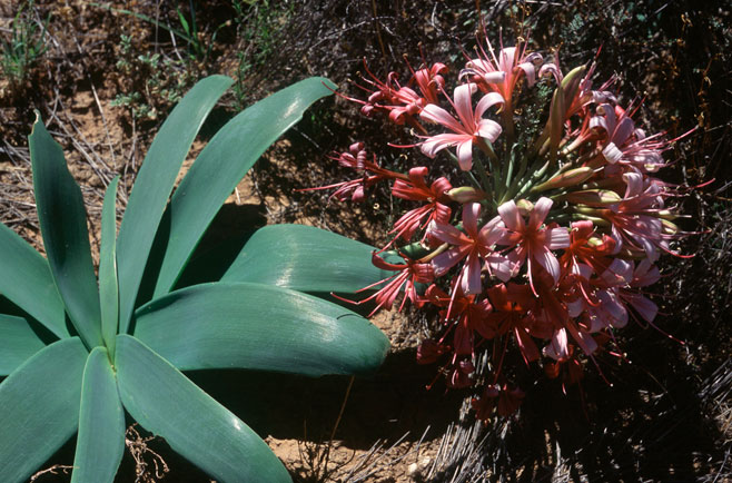 Ammocharis coranica (Ammocharis, Ground lily)