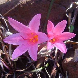 Cyrtanthus galpinii (Galpin's cyrtanthus, Fire lily)