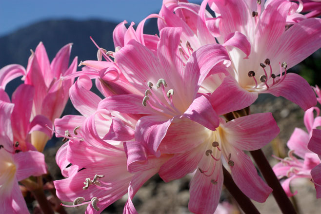 Amaryllis belladonna (March lily, Belladonna)