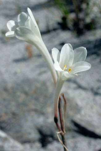 Cyrtanthus leucanthus 