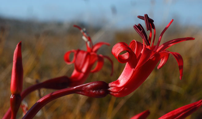Brunsvigia orientalis (Candelabra flower)