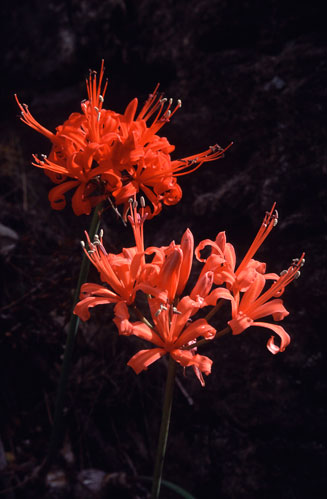 Nerine sarniensis (Guernsey lily)