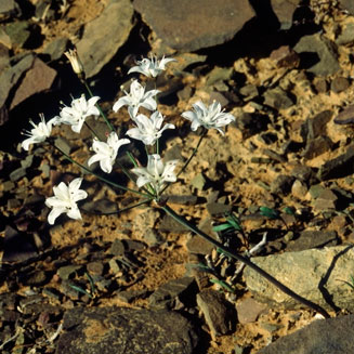 Strumaria unguiculata