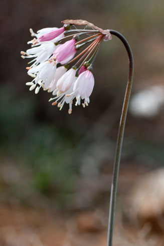 Strumaria truncata (Namaqualand Snowdrop)