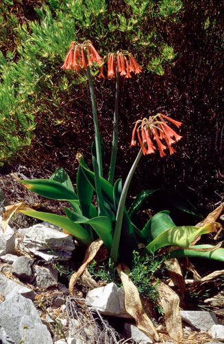 Cyrtanthus carneus (Fire Lily)