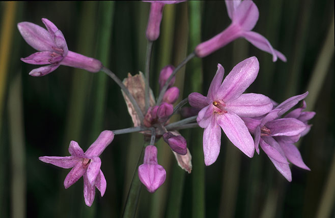 Tulbaghia violacea (Wild garlic)