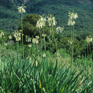 Agapanthus inapertus