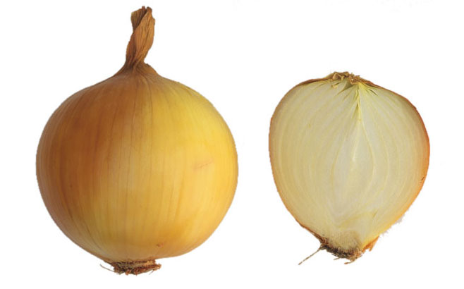 Allium cepa (Onion, Spring onion, Shallot)