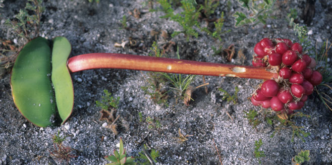 Haemanthus coccineus (April fool, Blood flower)