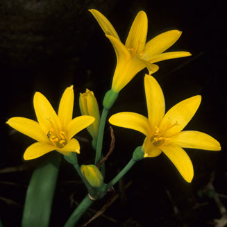 Cyrtanthus breviflorus (Yellow Fire Lily, Wild Crocus)