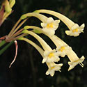Cyrtanthus mackenii (Ifafa lily)