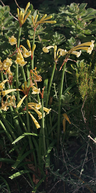 Cyrtanthus mackenii (Ifafa lily)