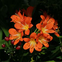 Clivia miniata (Bush Lily, St John's Lily, Clivia, Fire Lily)
