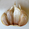 Allium sativum (Garlic)