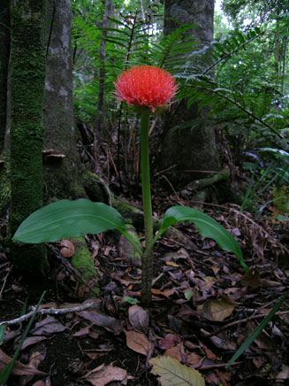 Scadoxus puniceus (Blood Lily, Snake lily)