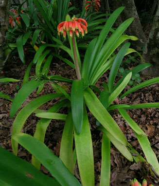 Clivia gardenii (Major garden's clivia, Natal drooping clivia)
