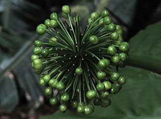 Scadoxus multiflorus subsp. katharinae (Katherine wheel, Blood flower)