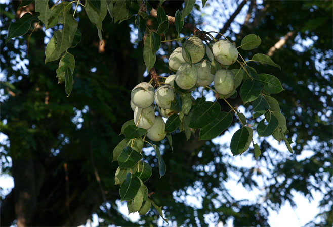 Sclerocarya birrea (Marula)