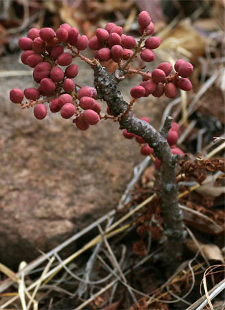 Lannea edulis (Wild Grape)