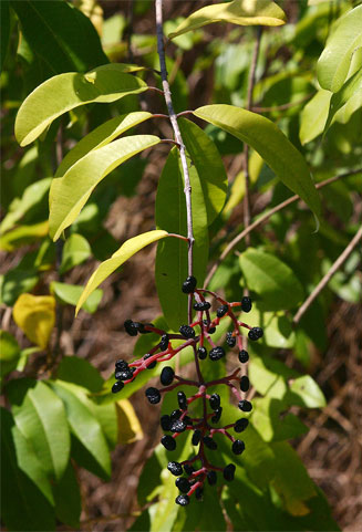 Ozoroa obovata (Broad-leaved resin tree)